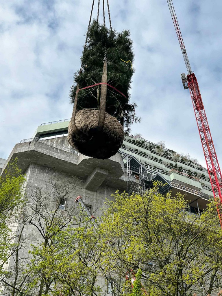 Motiv, wie ein Baum mit dem Kran auf das Dach des Bunker St. Pauli transportiert wird.