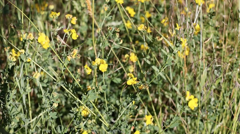 GIF von einer leuchtend gelben Wildblumenwiese.