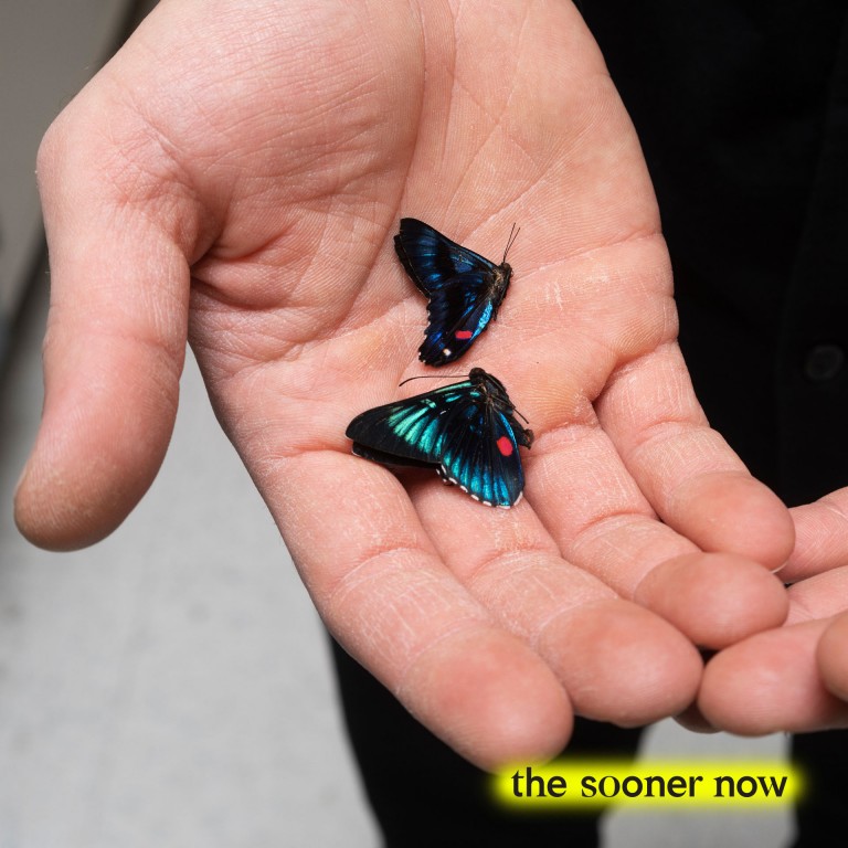 Schmetterlinge in Hand