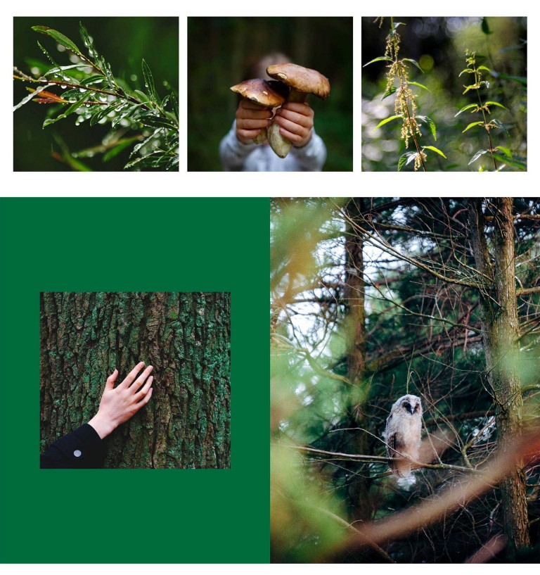 Ein Zweig benetzt mit Regenwasser. Ein Kind, das in jeder Hand je einen Pilz hält. Pflanzen im Wald. Eine Hand, die über die Rinde eines Baumes streicht. Eine Eule, die im Wald auf einem Ast sitzt. 